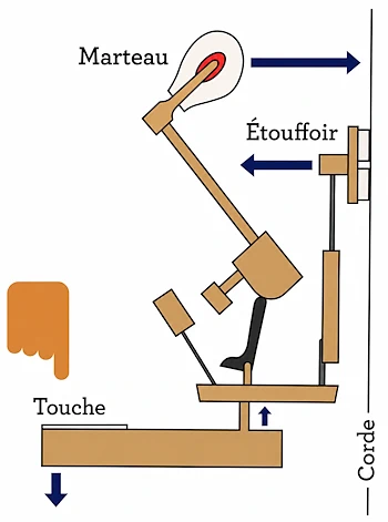 Mécanique d’un piano droit en position de repos avec touche, marteau, étouffoir et corde.
